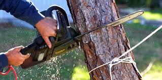 Best Utility Line Clearance  in Avondale Estates, GA