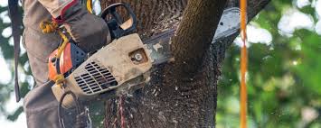 Best Arborist Consultation Services  in Avondale Estates, GA