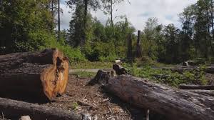Best Tree Preservation Services  in Avondale Estates, GA
