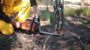 Best Root Management and Removal  in Avondale Estates, GA