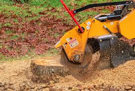 Best Tree Maintenance Programs  in Avondale Estates, GA