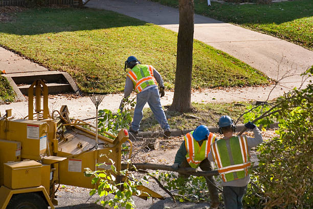 Best Lawn Maintenance Plans  in Avondale Estates, GA