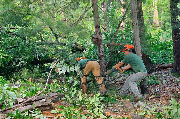 Best Seasonal Cleanup (Spring/Fall)  in Avondale Estates, GA