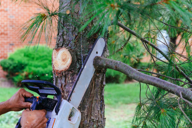 Best Fruit Tree Pruning  in Avondale Estates, GA
